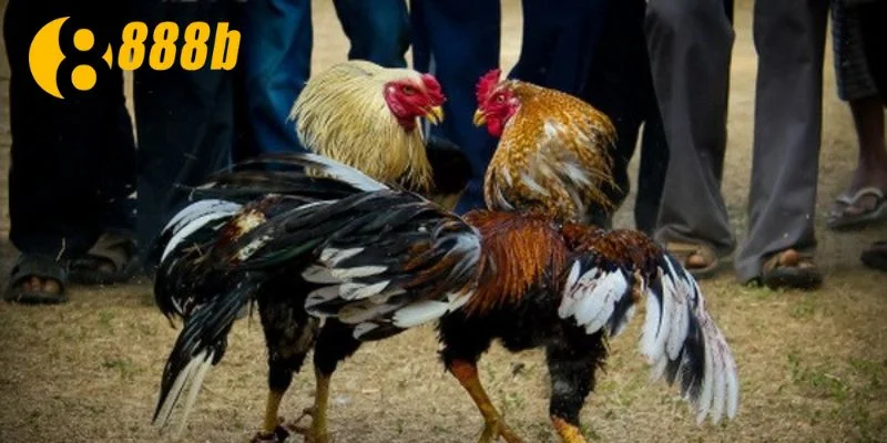 Áp dụng đúng những chiến thuật cược gà cựa sắt
