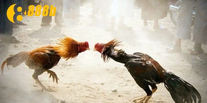 Chọn lựa chiến kê mạnh mẽ là bí quyết chiến thắng