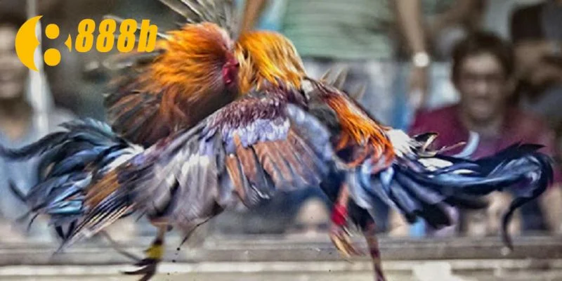 Đá gà C4 siêu nổi tiếng với lịch sử lâu đời