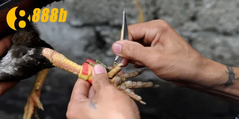 Đá gà cựa dao