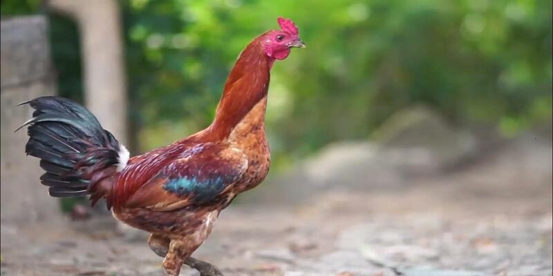 đá gà cựa sắt MU88