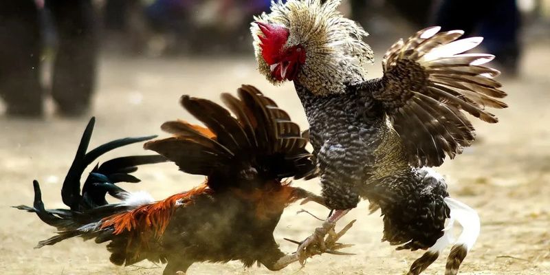 Đá gà cựa sắt tuyệt