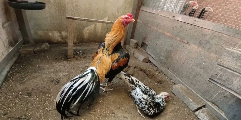 Đá gà tại Vin88 rất đa dạng cách chơi