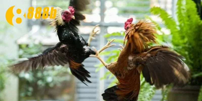 Hệ thống giải đấu siêu khủng với vô vàn tay chơi kỳ cựu