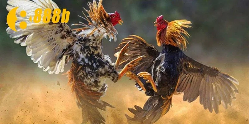 Lựa chọn giống gà là yếu tố quan trọng trong trận đấu