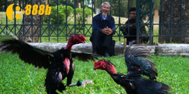 Nguồn gốc từ lâu đời của đá gà cựa sắt