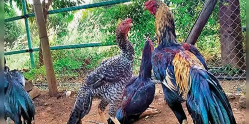Nhiều kinh nghiệm quý báu