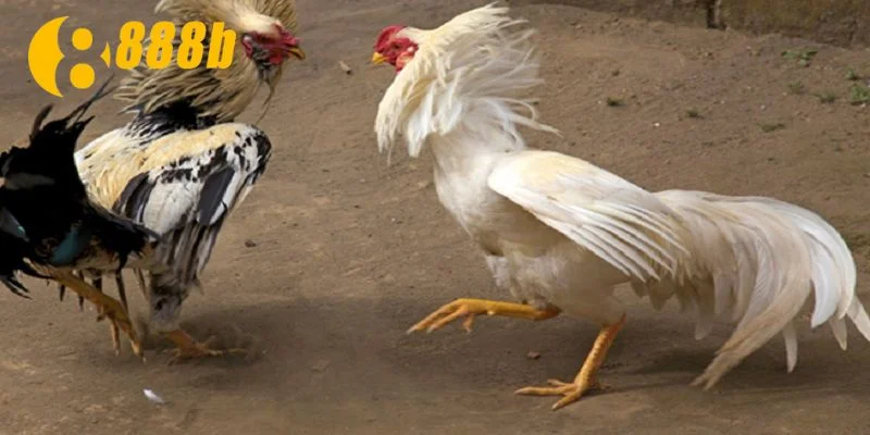 Những chiến thuật cực chuẩn khi chơi đặt cược đá gà