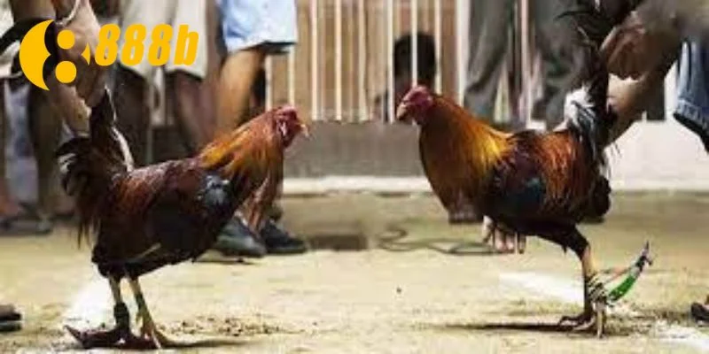 Quan sát và nắm bắt rõ tình trạng của chiến kê để chắc thắng