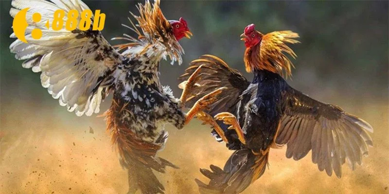 Sơ lược những chiến kê cựa sắt phổ biến