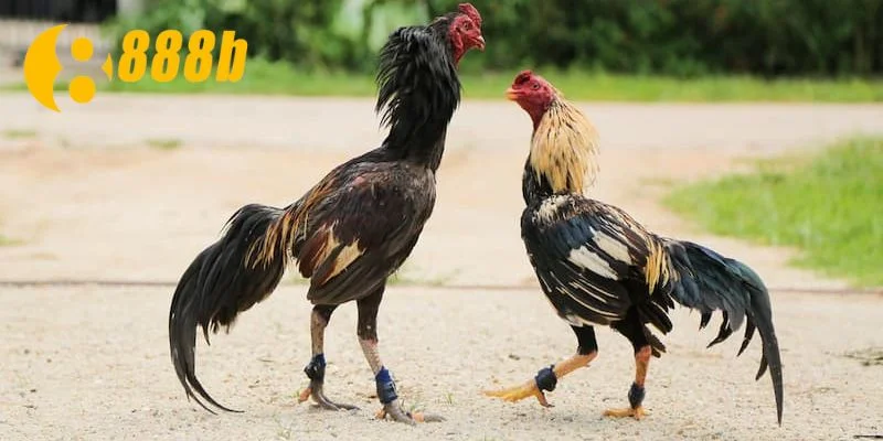 Theo dõi thật sát sao để thay đổi kèo cược kịp thời