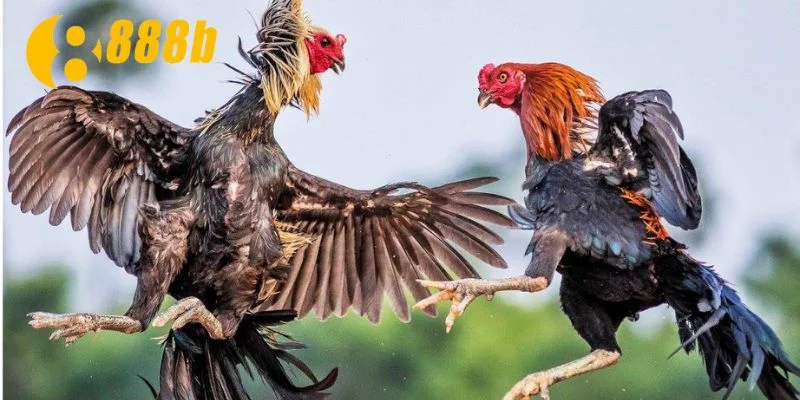 Trại gà Thomo luôn có chế độ chăm sóc đặc biệt cho gà chiến