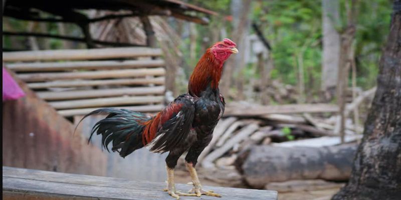 Đặt cược rất mới mẻ