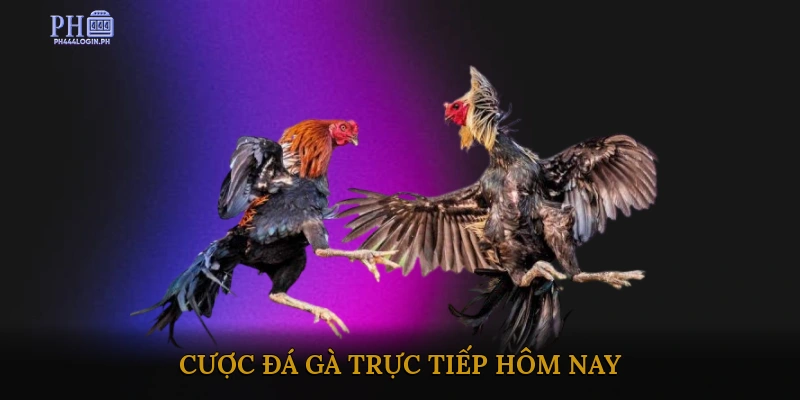 cược đá gà trực tiếp hôm nay
