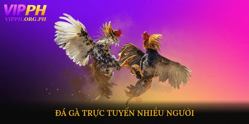 Đá gà trực tuyến nhiều người