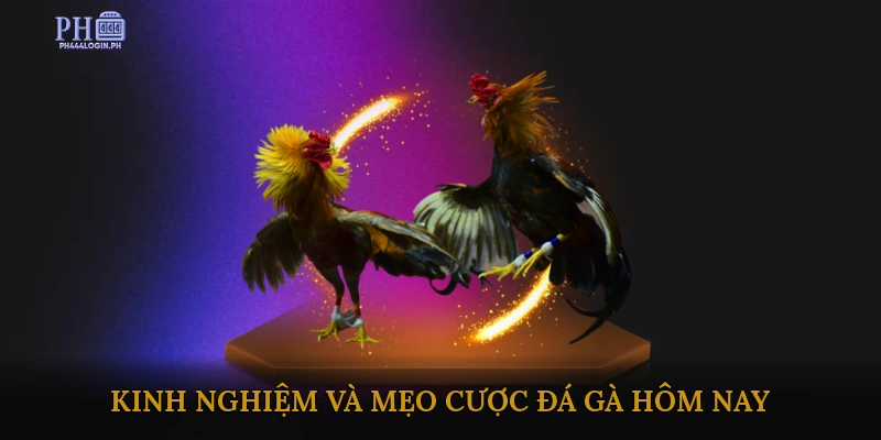 Kinh nghiệm và mẹo cược đá gà hôm nay
