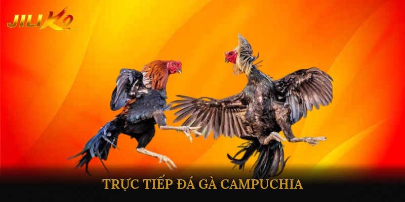 Trực Tiếp Đá Gà Campuchia